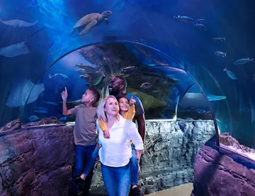 Guests walking through the SEA LIFE Ocean Tunnel